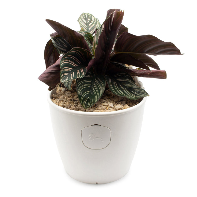 Self Watering Smart Planting Pot - -